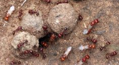 The Secret Life of Ant Queens Exposed
