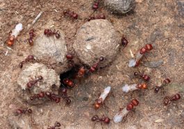 The Secret Life of Ant Queens Exposed