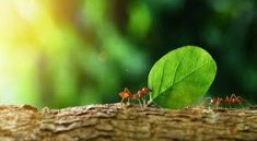 You Won’t Believe What Ants Teach Us About Superorganisms!