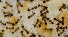 Insane Fact: Ant Colonies Span Thousands of Miles!