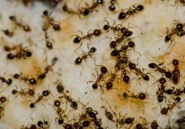Insane Fact: Ant Colonies Span Thousands of Miles!