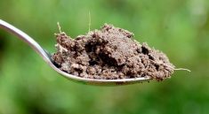 Inside a Teaspoon of Soil: The Hidden Jungle You’ve Never Seen