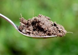 Inside a Teaspoon of Soil: The Hidden Jungle You’ve Never Seen