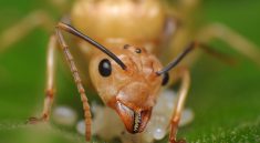 Ants Were Just Workers? See What the Queen Really Does