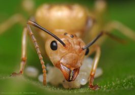 Ants Were Just Workers? See What the Queen Really Does
