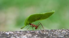 Five Shocking Facts About Ant Nutrition That Will Blow Your Mind