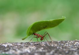 Five Shocking Facts About Ant Nutrition That Will Blow Your Mind