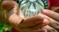 Ants Are Not Just Bugs They Are Engineers of Microbial Life