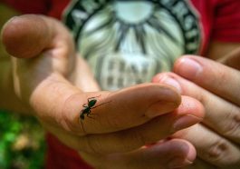 Ants Are Not Just Bugs They Are Engineers of Microbial Life