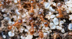 The Real Reason Ants Never Sleep the Way We Do