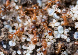 The Real Reason Ants Never Sleep the Way We Do