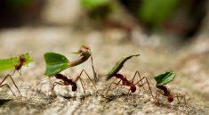 Why Your Garden Ants Might Be Keeping the Ecosystem Alive