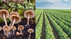 This Mushroom and Ant Duo the Future of Natural Pesticides