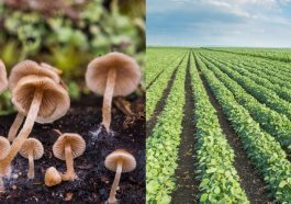 This Mushroom and Ant Duo the Future of Natural Pesticides
