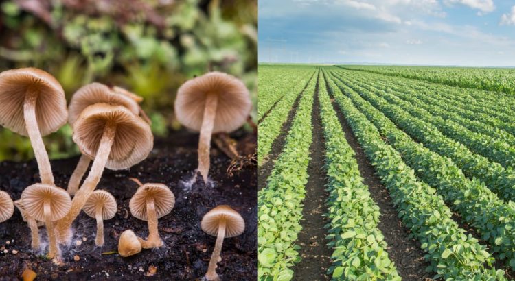 This Mushroom and Ant Duo the Future of Natural Pesticides