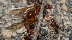 You’ll Never Guess What Ants Are Secretly Farming Underground