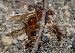 You’ll Never Guess What Ants Are Secretly Farming Underground