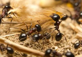 The Ant Species Scientists Just Discovered in Your Backyard