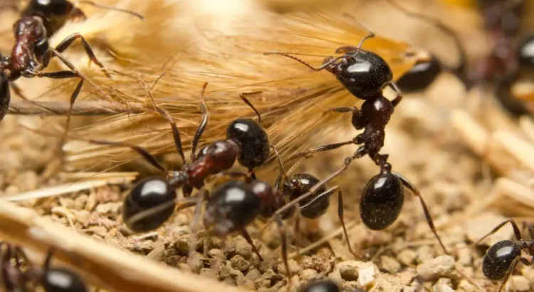 The Ant Species Scientists Just Discovered in Your Backyard