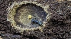 Scientists Captured an Ant Funeral and It’s Heartbreaking