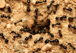 The Truth About Ant Supercolonies No One Wants to Talk About
