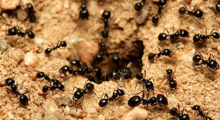 The Truth About Ant Supercolonies No One Wants to Talk About