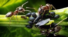 Why Killing One Ant Might Ruin Your Garden’s Health