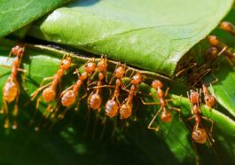 Secret Superpowers: Amazing Ant Abilities Science Just Discovered