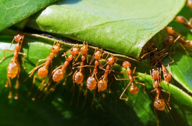 Secret Superpowers: Amazing Ant Abilities Science Just Discovered
