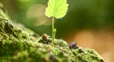 Scientists Just Discovered a Hidden Ecosystem Inside a Single Leaf