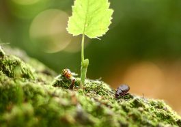 Scientists Just Discovered a Hidden Ecosystem Inside a Single Leaf
