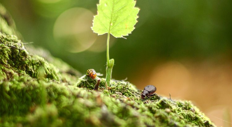 Scientists Just Discovered a Hidden Ecosystem Inside a Single Leaf