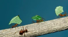 Why Are Ants Farming Fungi? The Truth Will Blow Your Mind