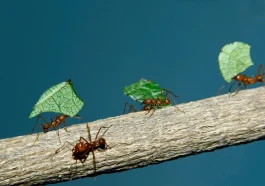 Why Are Ants Farming Fungi? The Truth Will Blow Your Mind