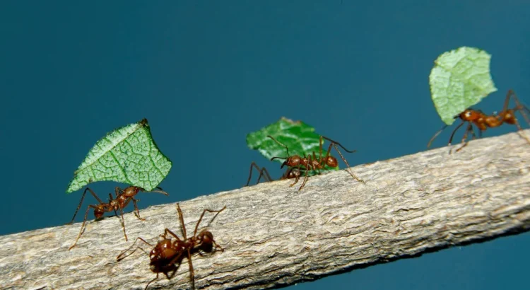 Why Are Ants Farming Fungi? The Truth Will Blow Your Mind