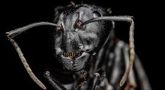 You’ll Never Guess What These Ants Built Under the Microscope