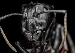 You’ll Never Guess What These Ants Built Under the Microscope