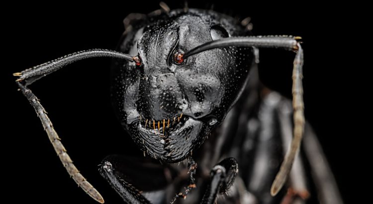 You’ll Never Guess What These Ants Built Under the Microscope