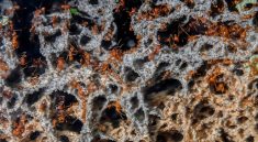 The Surprising Way Ant Colonies Run Their Own Microbiomes
