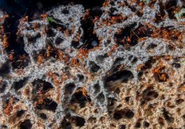 The Surprising Way Ant Colonies Run Their Own Microbiomes