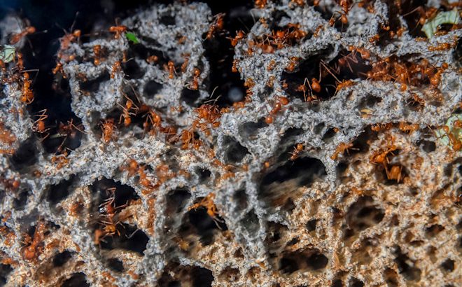 The Surprising Way Ant Colonies Run Their Own Microbiomes
