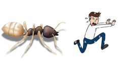 What’s Hiding Inside an Ant’s Gut? The Answer Might Shock You