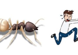 What’s Hiding Inside an Ant’s Gut? The Answer Might Shock You