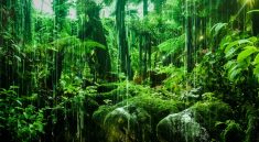 This Tiny Ecosystem Can Teach Us More Than an Entire Rainforest
