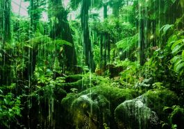 This Tiny Ecosystem Can Teach Us More Than an Entire Rainforest