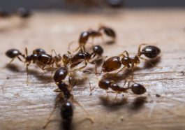 This Is What Ants Do When Humans Aren’t Watching