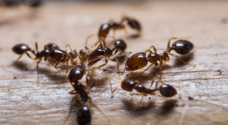 This Is What Ants Do When Humans Aren’t Watching