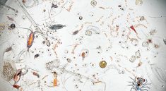 One Drop of Water Contains an Entire Hidden World