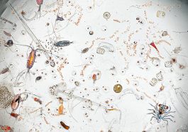 One Drop of Water Contains an Entire Hidden World