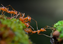 Exploring Ant Societies and Tiny Ecosystem Lessons